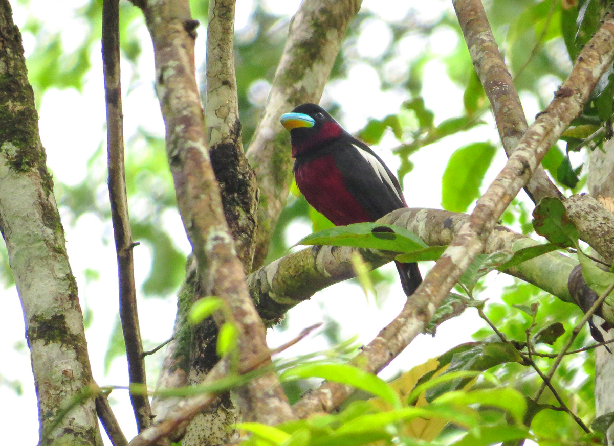 Black-and-red Broadbill