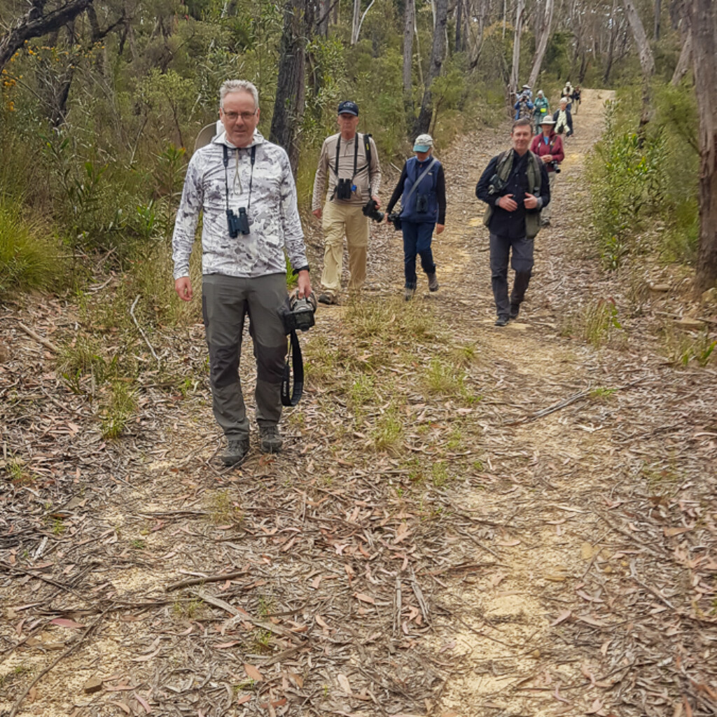 Blue Mountain birding