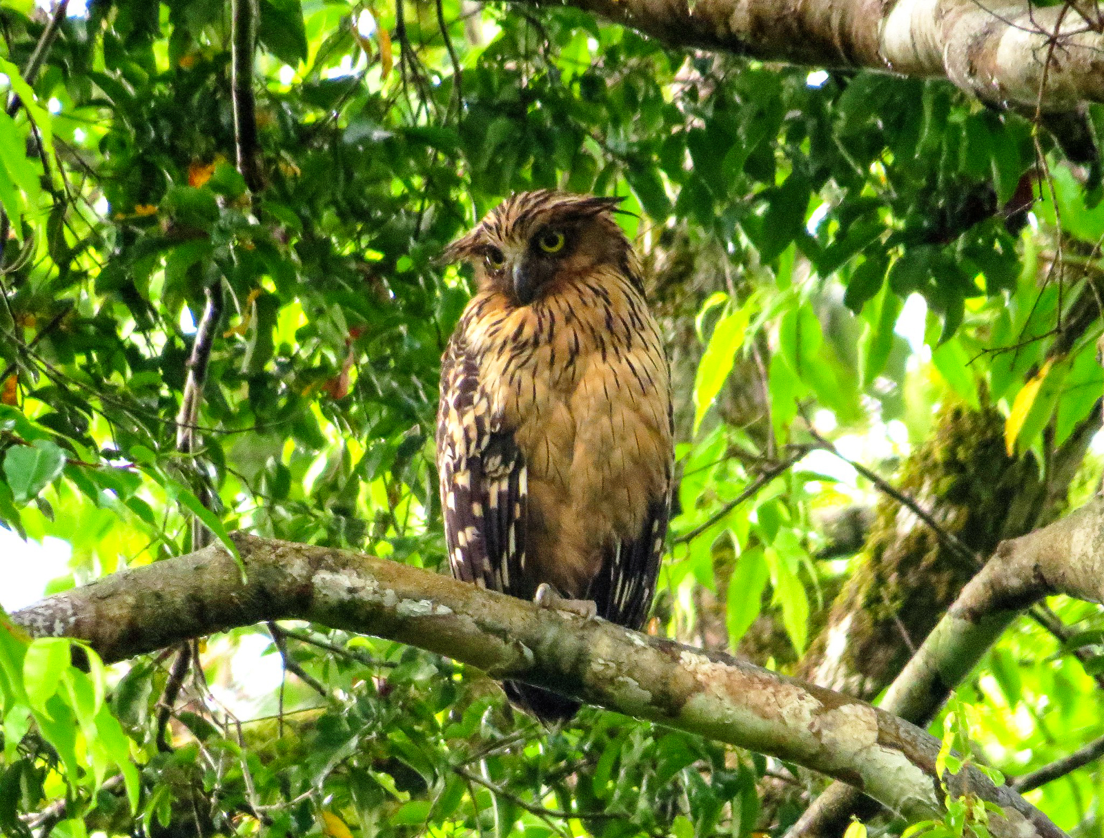 Buffy Fish-owl, Borneo