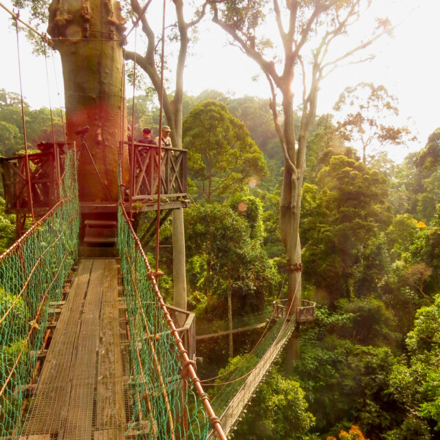 Canopy walk, Danum Valley