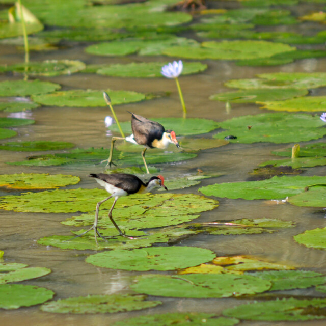 Comb-crested Jacana