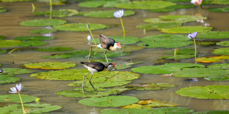 Tropical Australia Trip Report (Nov 3 - 10, 2023)