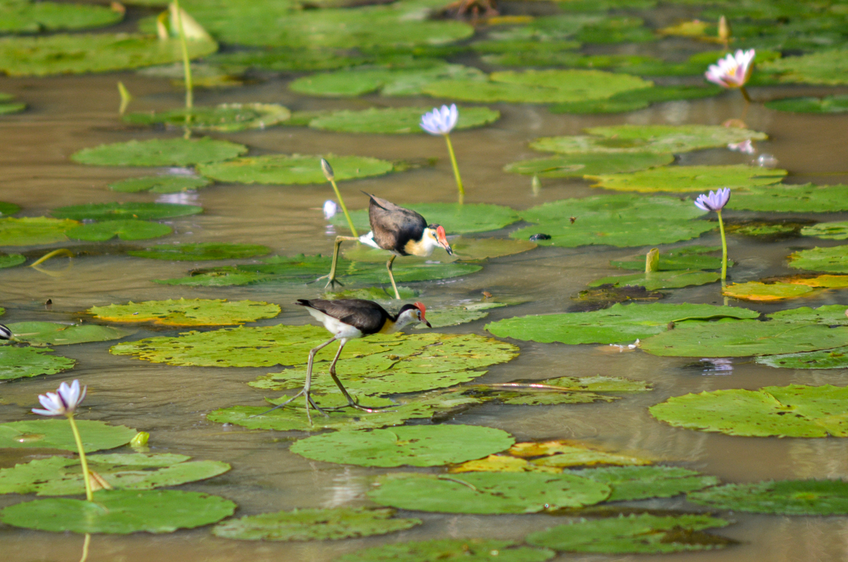 Comb-crested Jacana