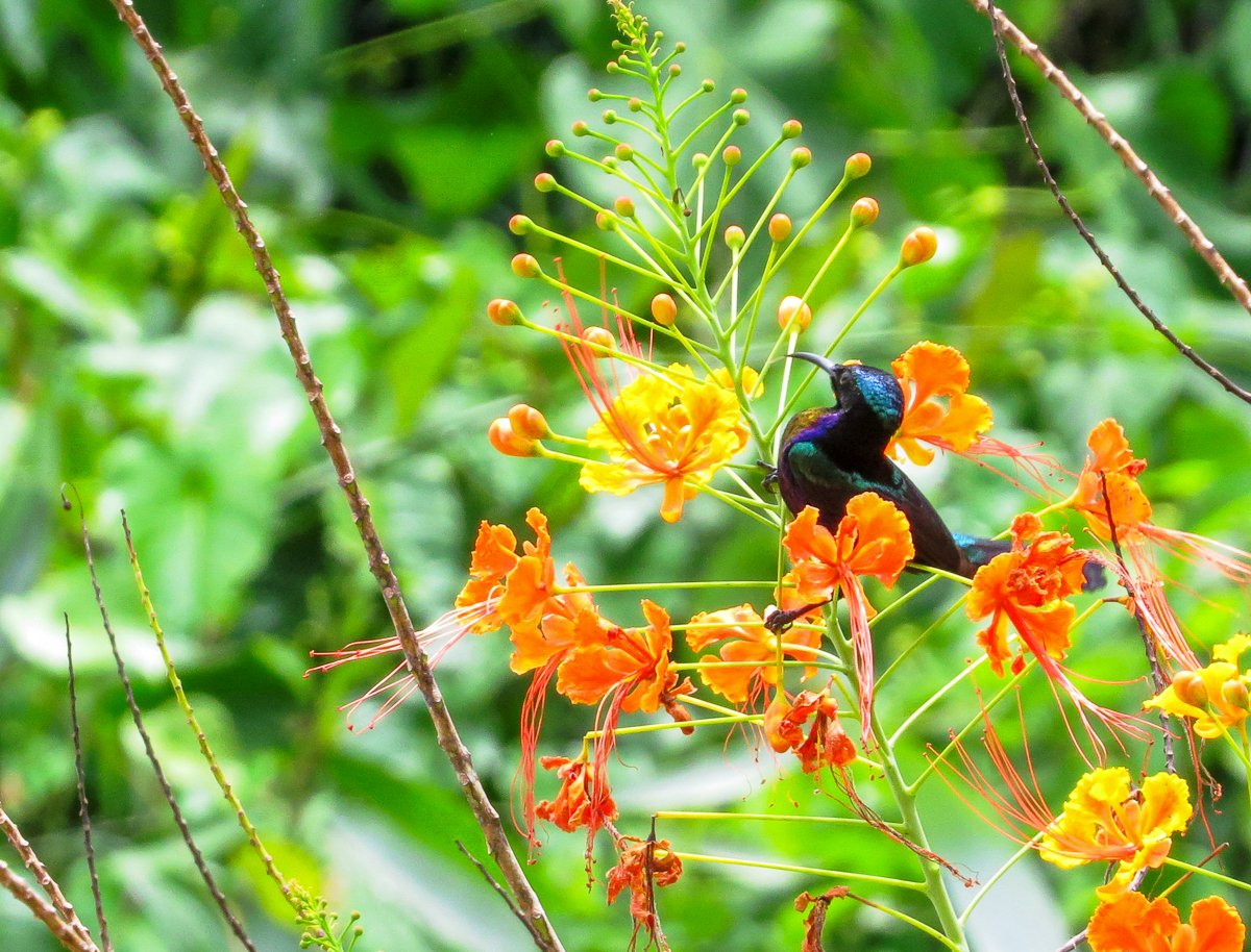 Copper-throated Sunbird