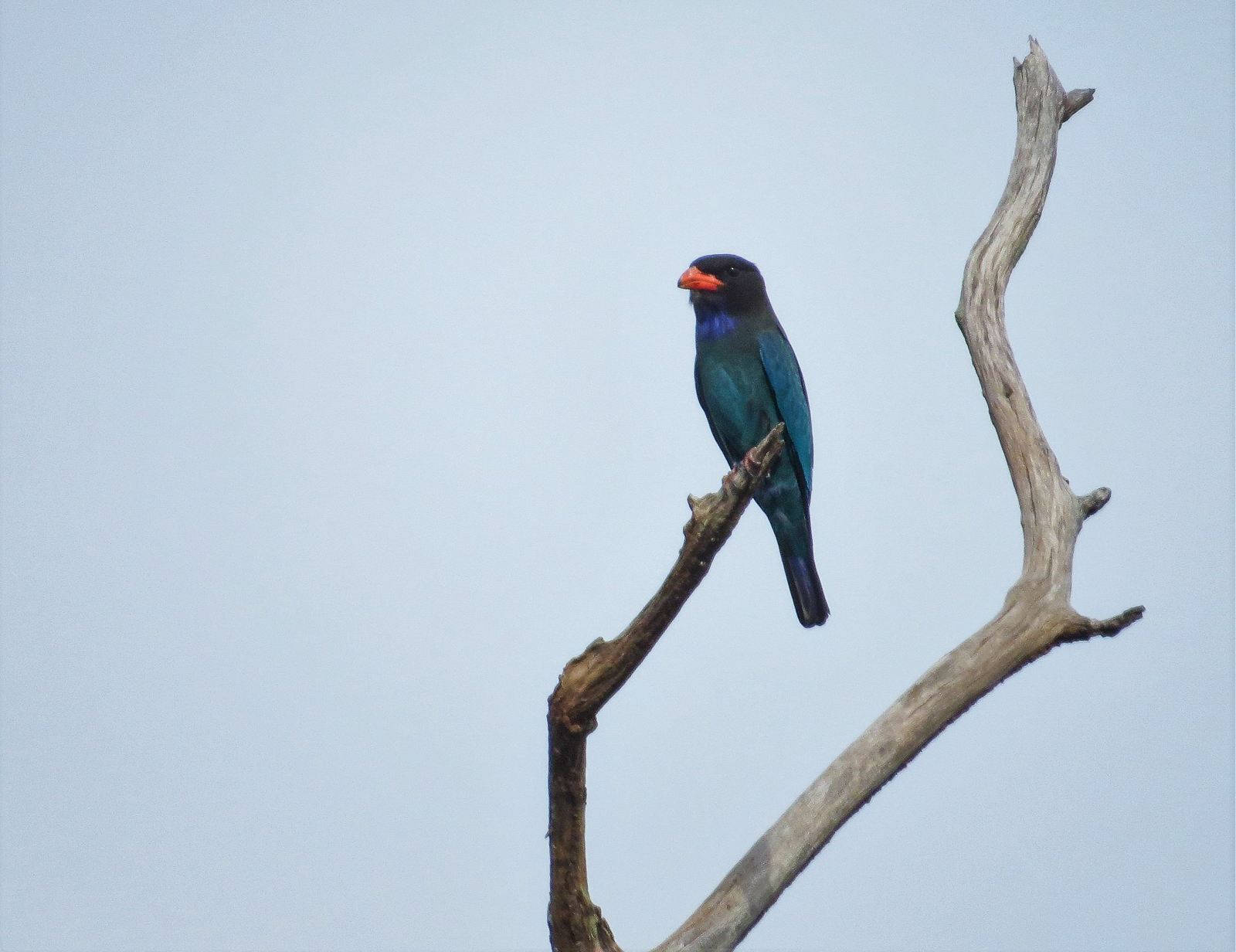 Dollarbird