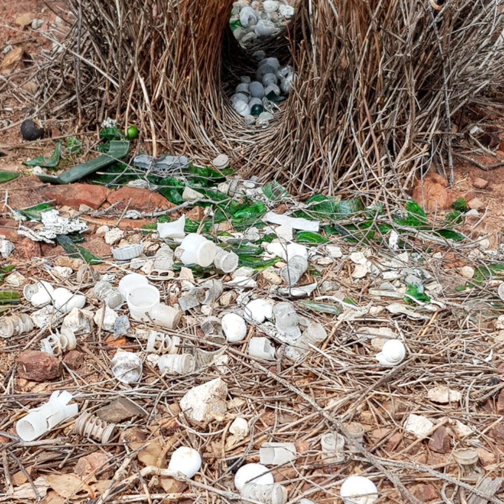 Great Bowerbird's bower