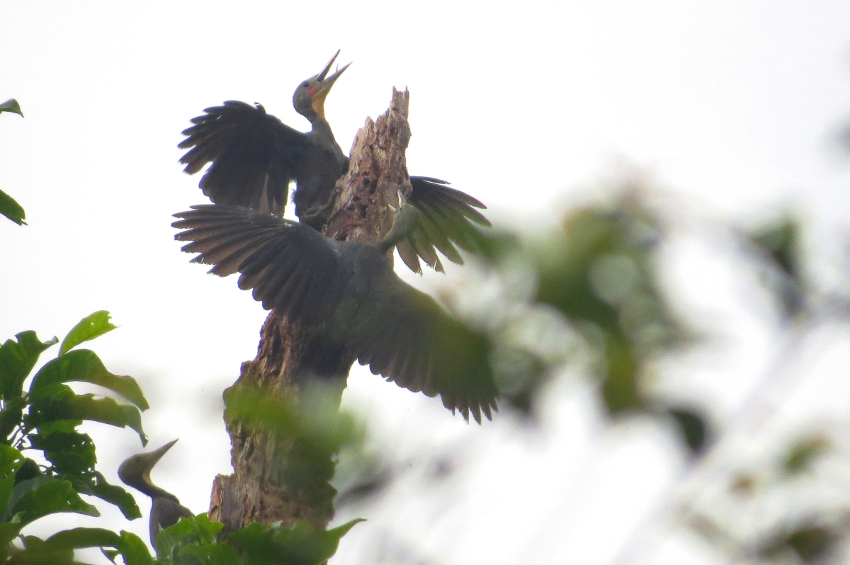 Great Slaty Woodpecker