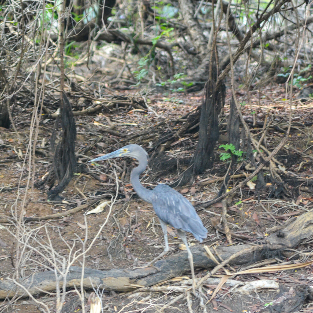 Great-billed Heron
