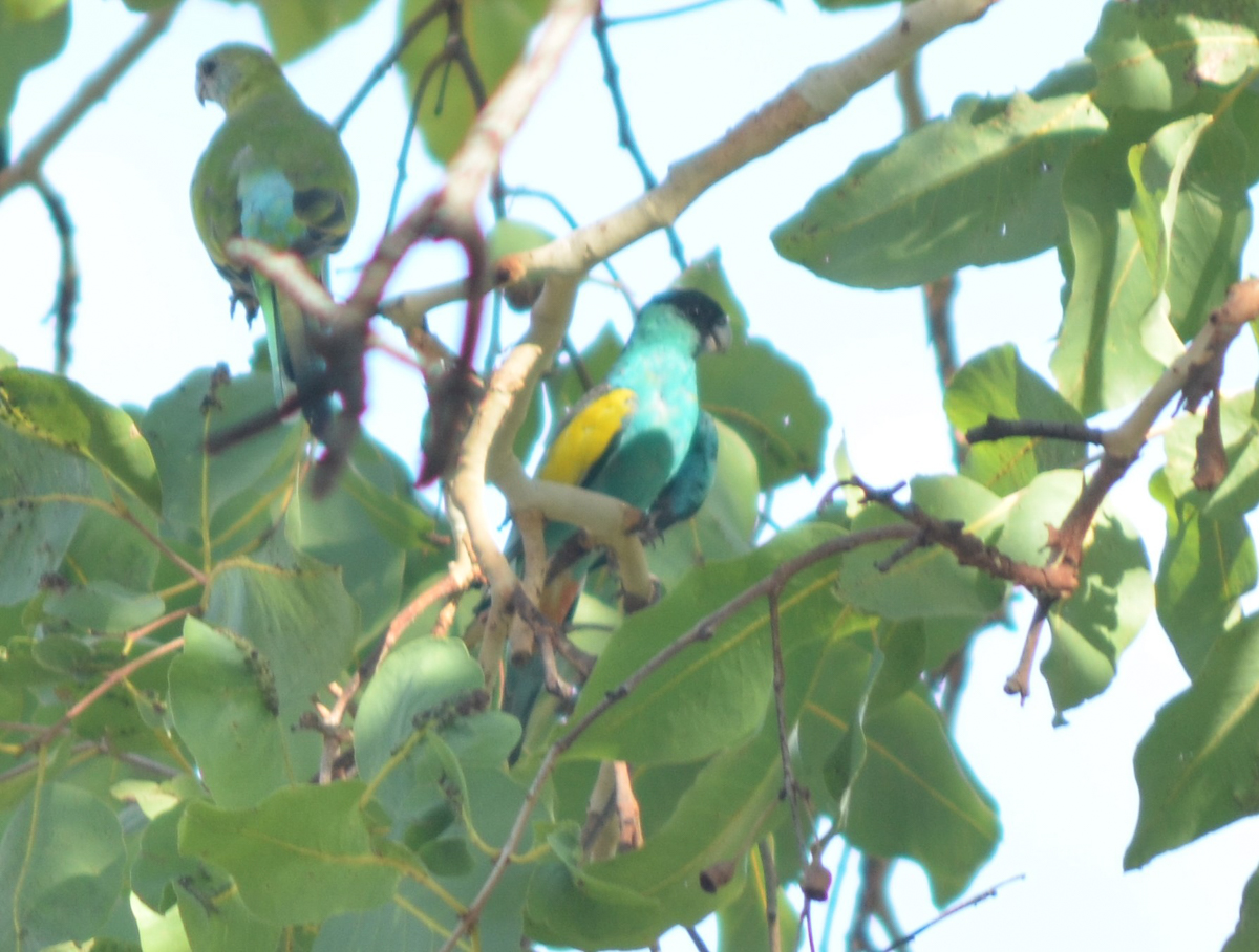 Hooded Parrot