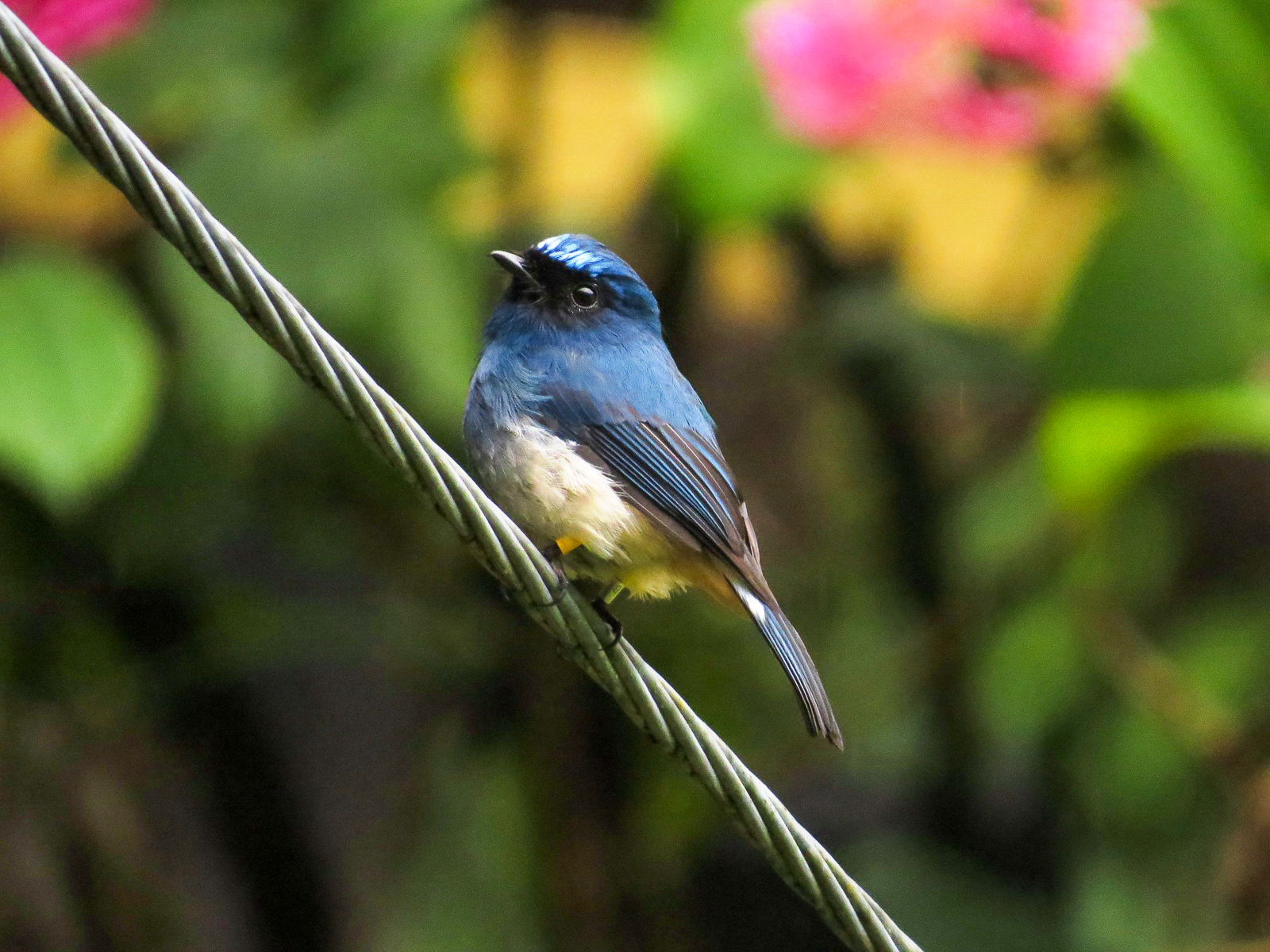 Indigo Flycatcher