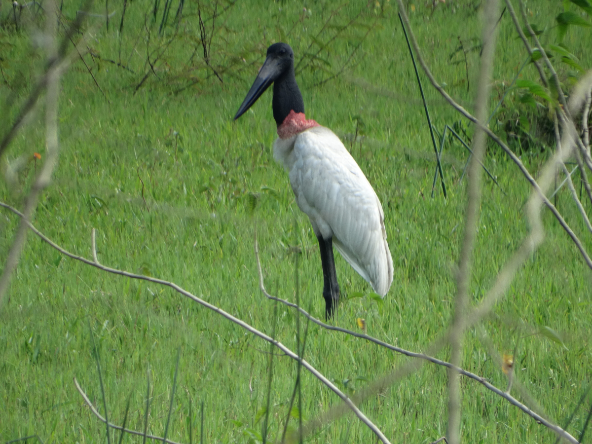 Jabiru, rare in Mexico