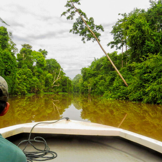 Kinabatangan River boat ride