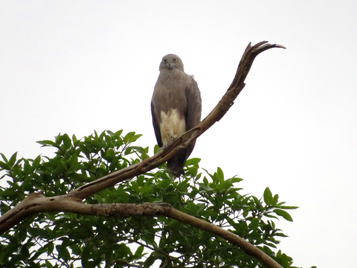 Lesser Fish-Eagle