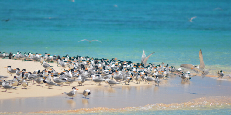 Eastern Australia Trip Report (Nov 14 - 30, 2022)