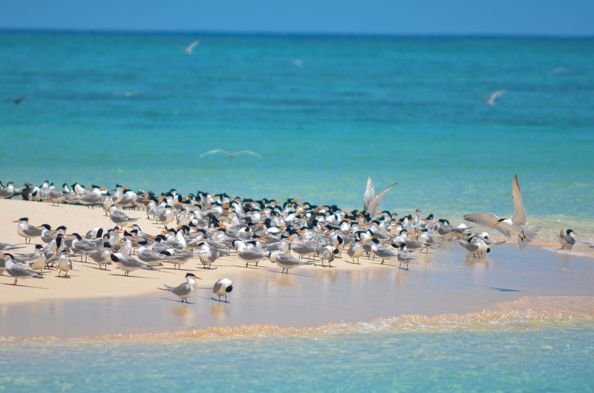 Great and Lesser Crested Terns