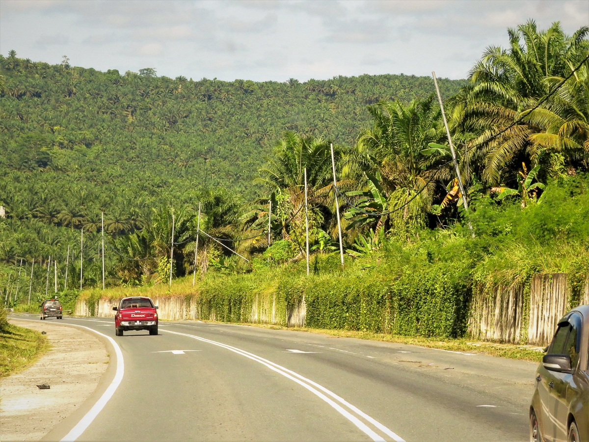 Oil Palm plantations, Sabah Borneo