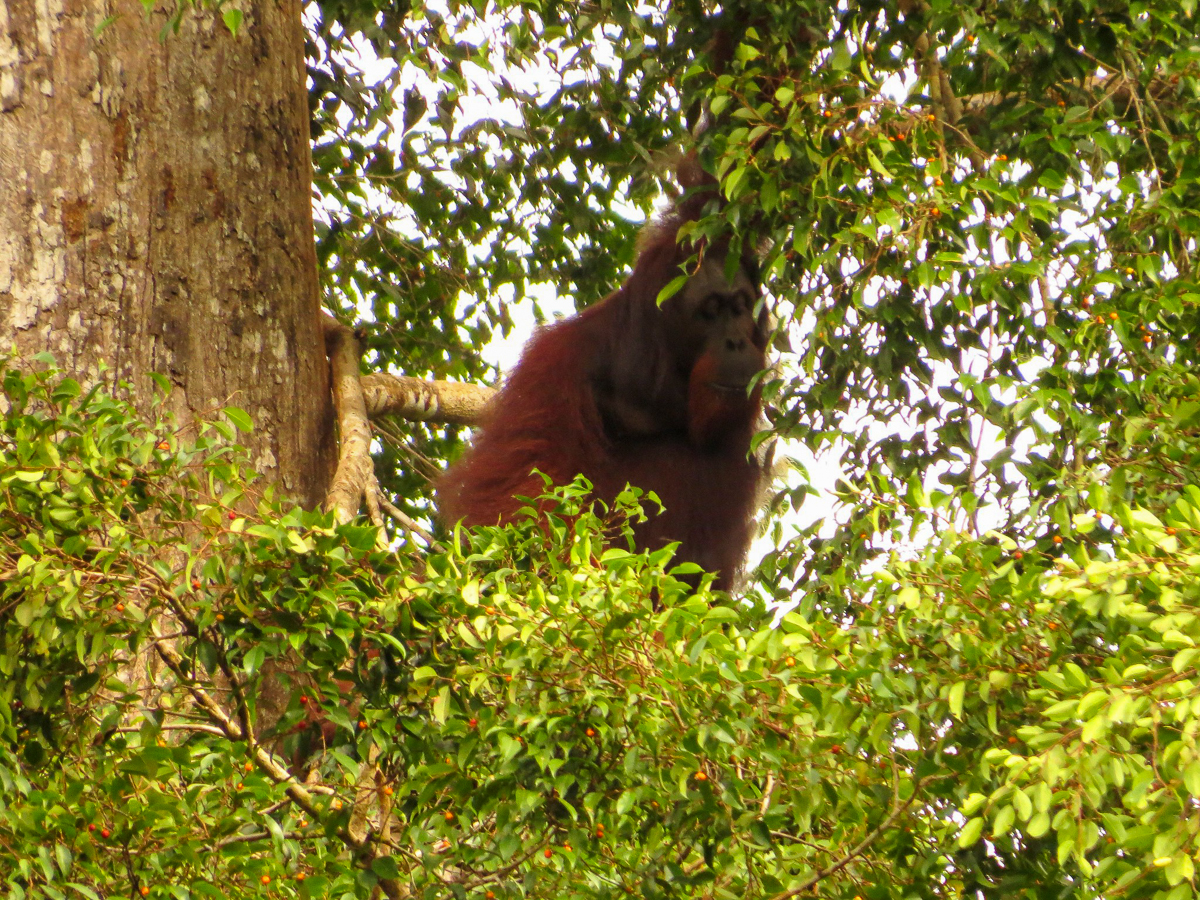 Orangutan Danum Valley Borneo