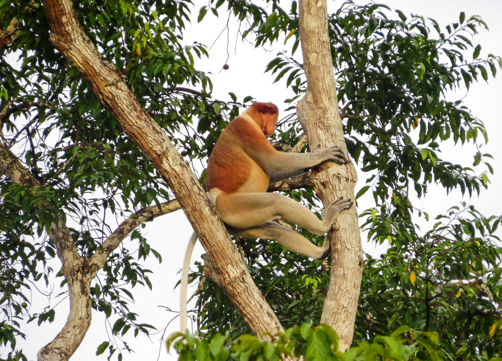 Proboscis Monkey
