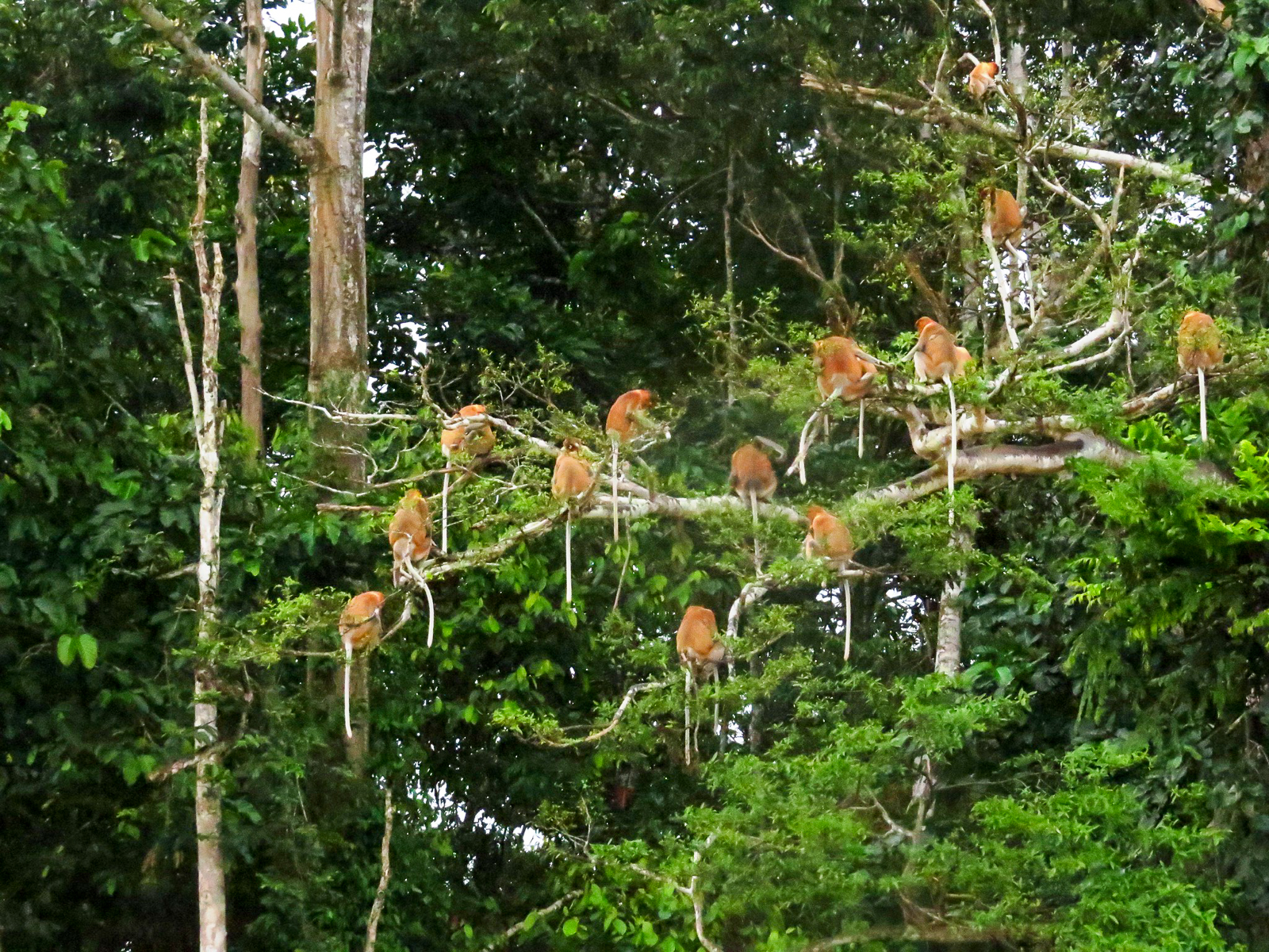 Proboscis Monkey roost