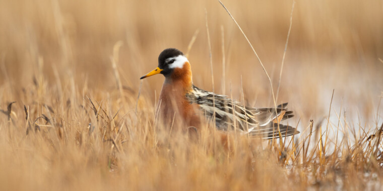 10 Tips for Photographing Birds