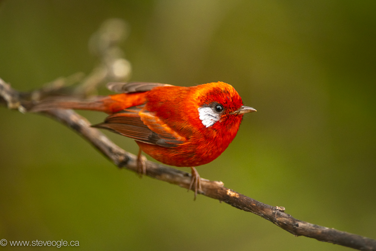 An image of a Red Warbler from the Mexican highlands shows how you don’t have to have the whole bird in focus, but the eye is important. 
