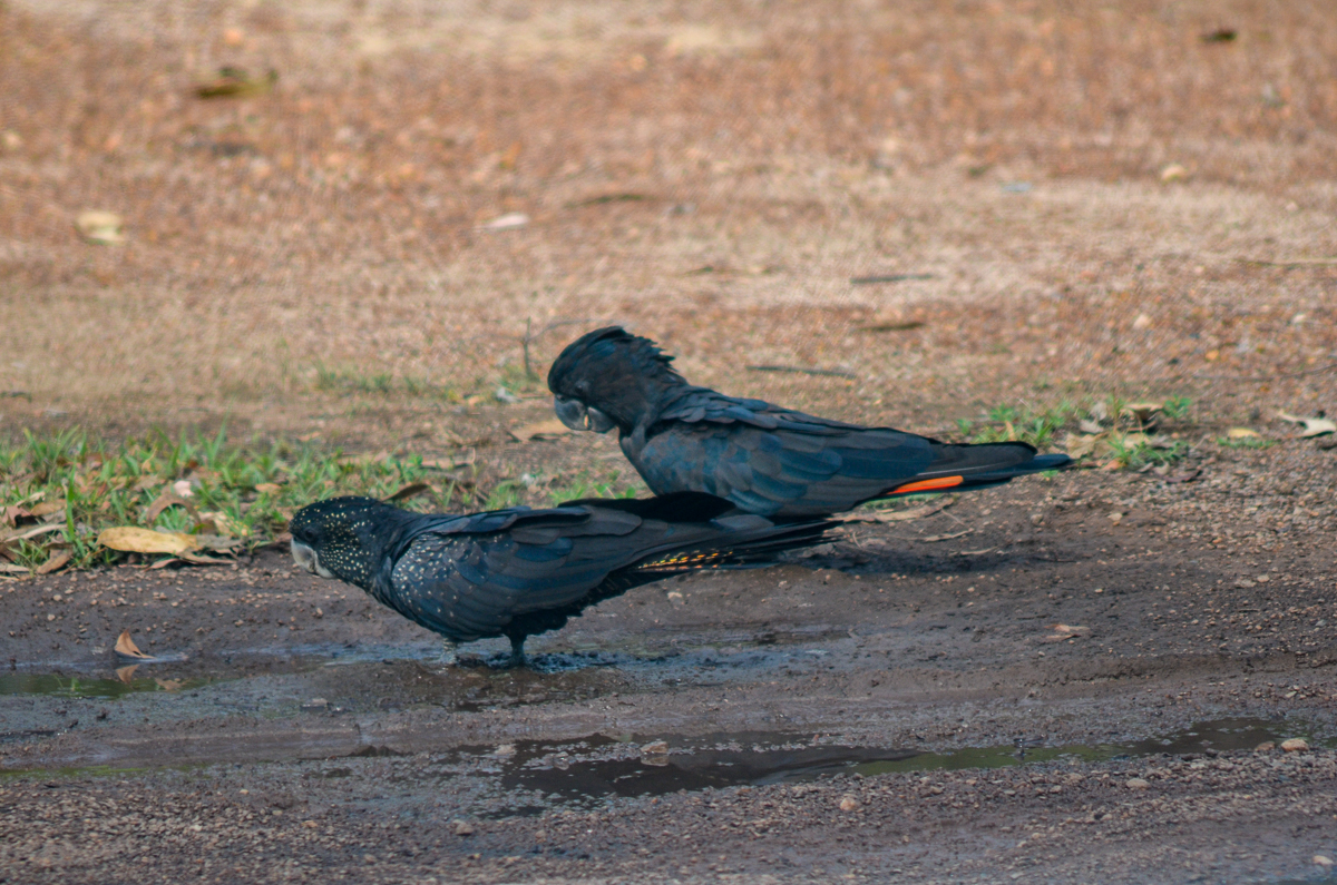 Red-tailed Black-Cockatoo