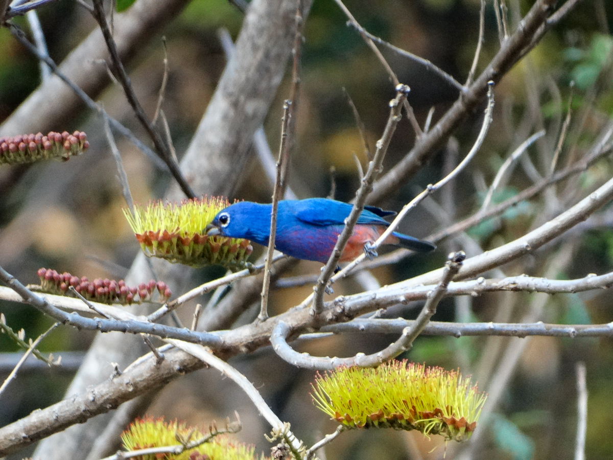 Rose-bellied Bunting