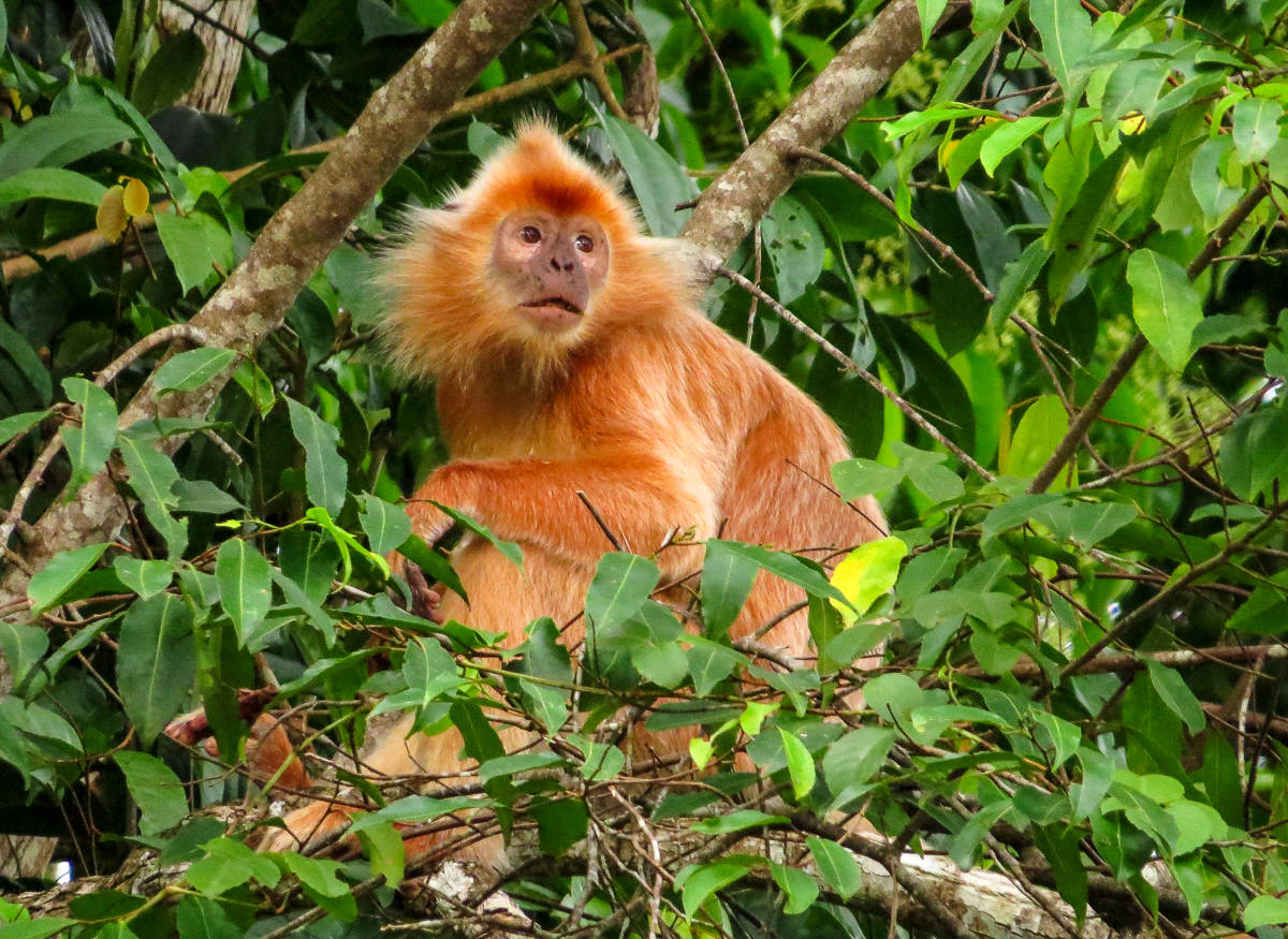 Rufous morph Silvered Langur
