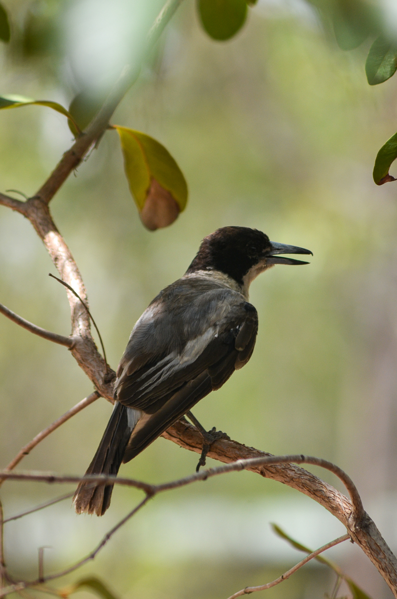Silver-backed Butcherbird