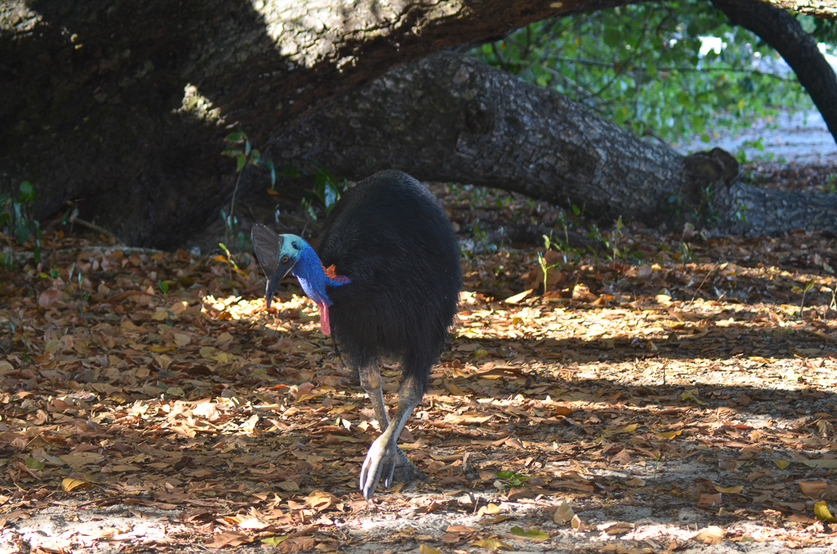 Southern Cassowary