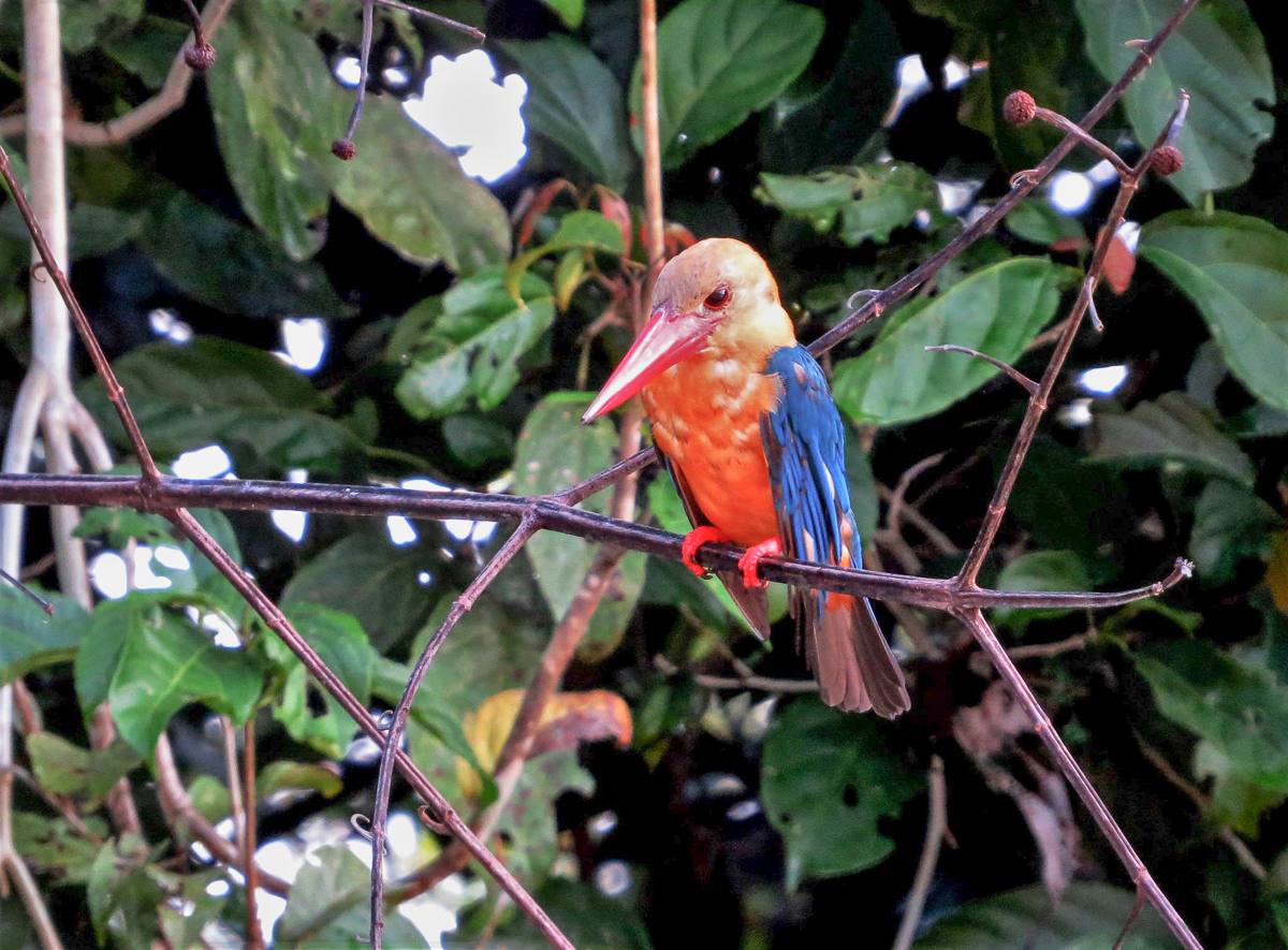 Stork-billed Kingfisher