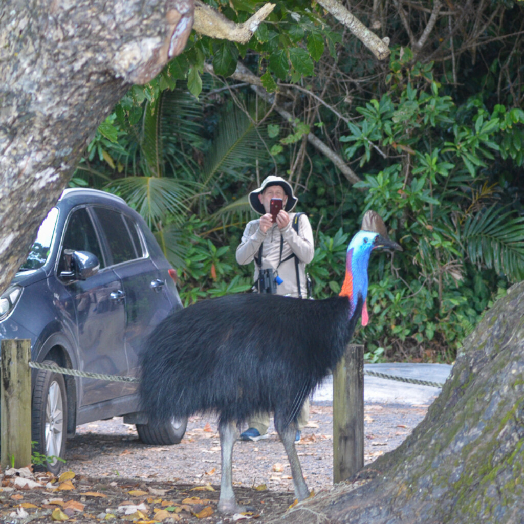 Taking a photo of Southern Cassowary
