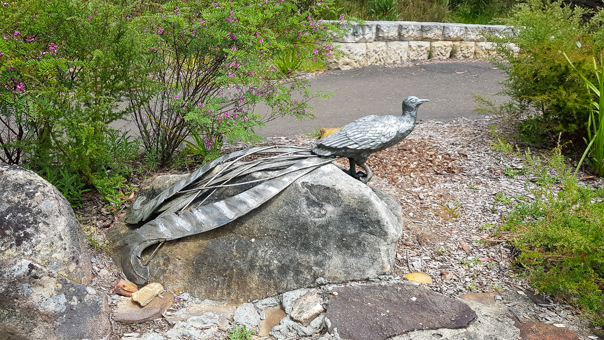 This Lyrebird just wouldn’t move! Rob