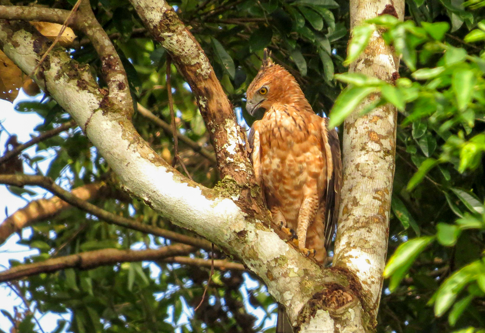 Wallace's Hawk-Eagle