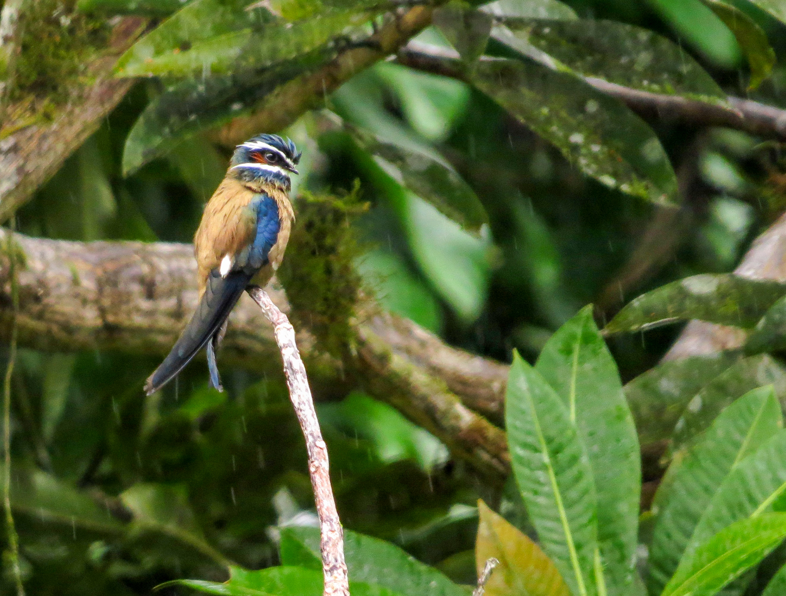 Whiskered Tree-Swift, Borneo