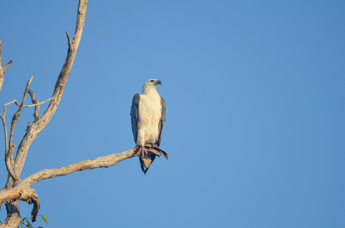 White-bellied Sea-Eagle