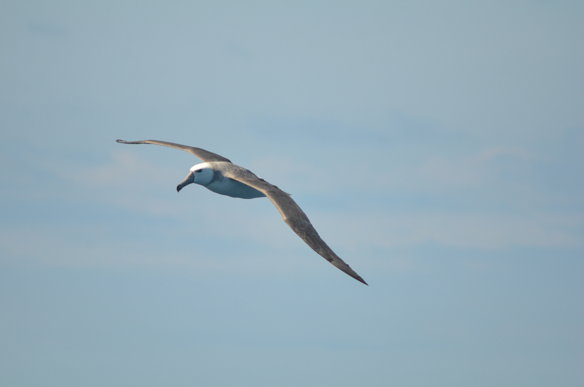 White-capped Albatross