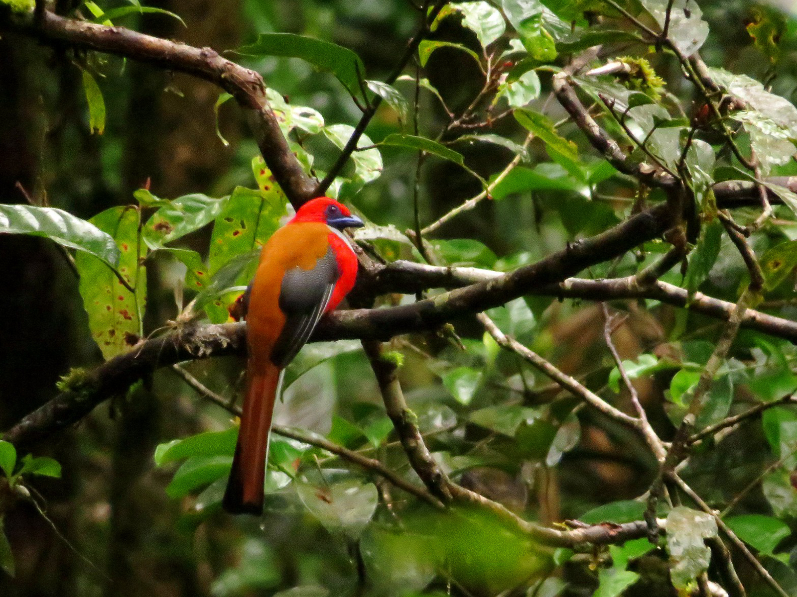 Whitehead's Trogon