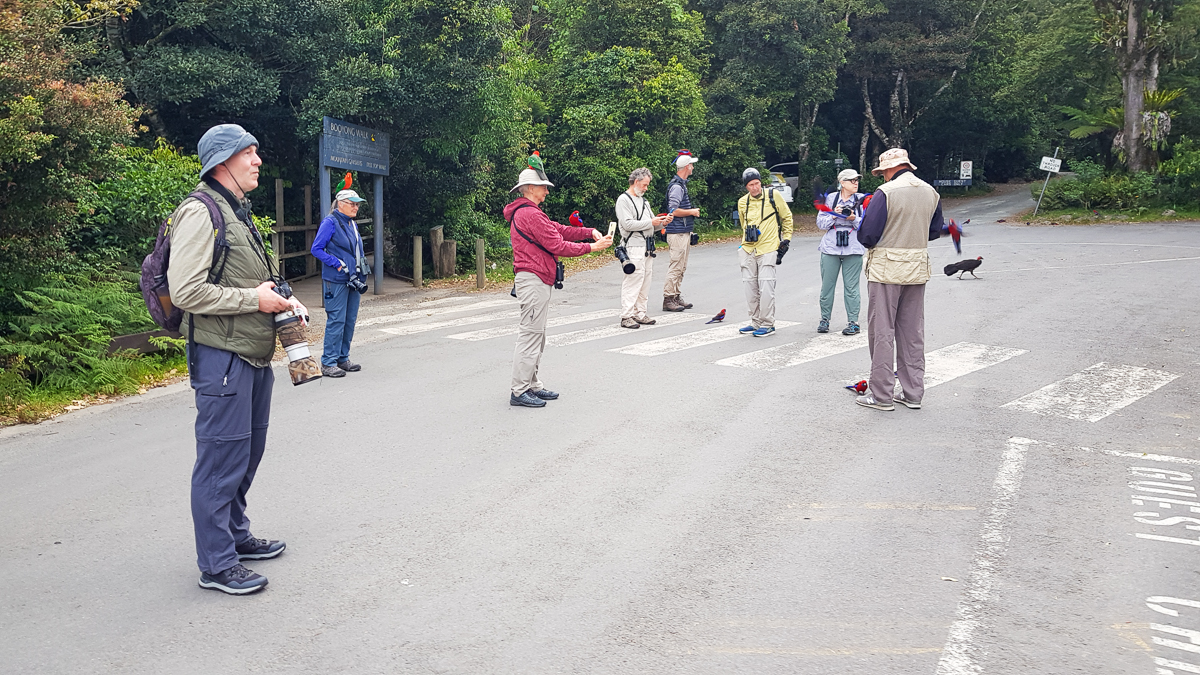 Birding at O'Reilly's