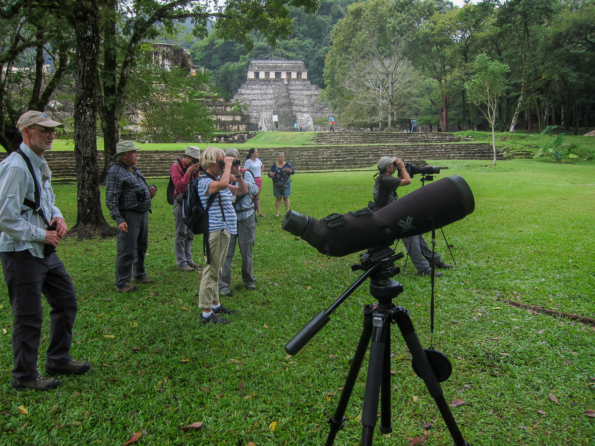 Birding in Palenque