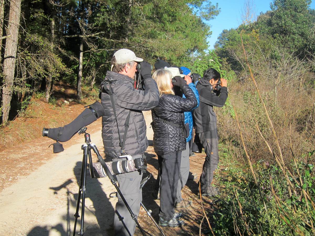 Birding in San Cristóbal, Mexico