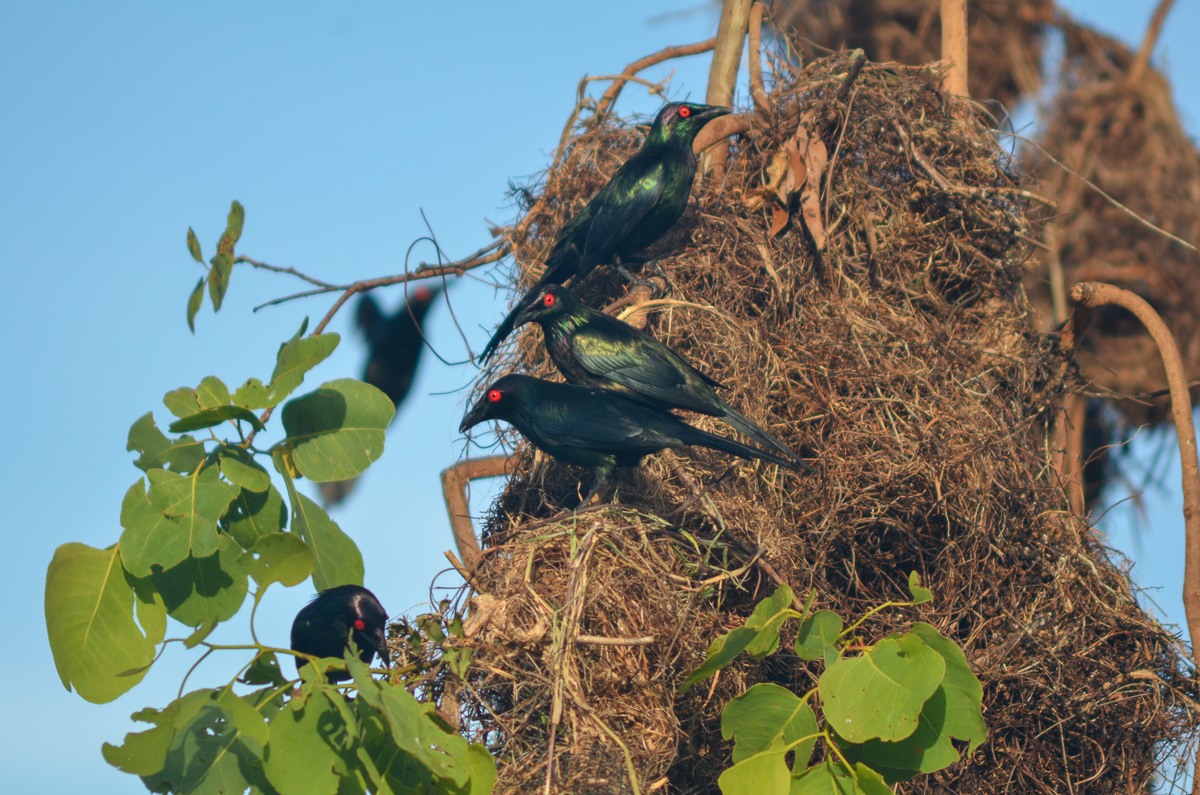 Nesting Metallic Starlings