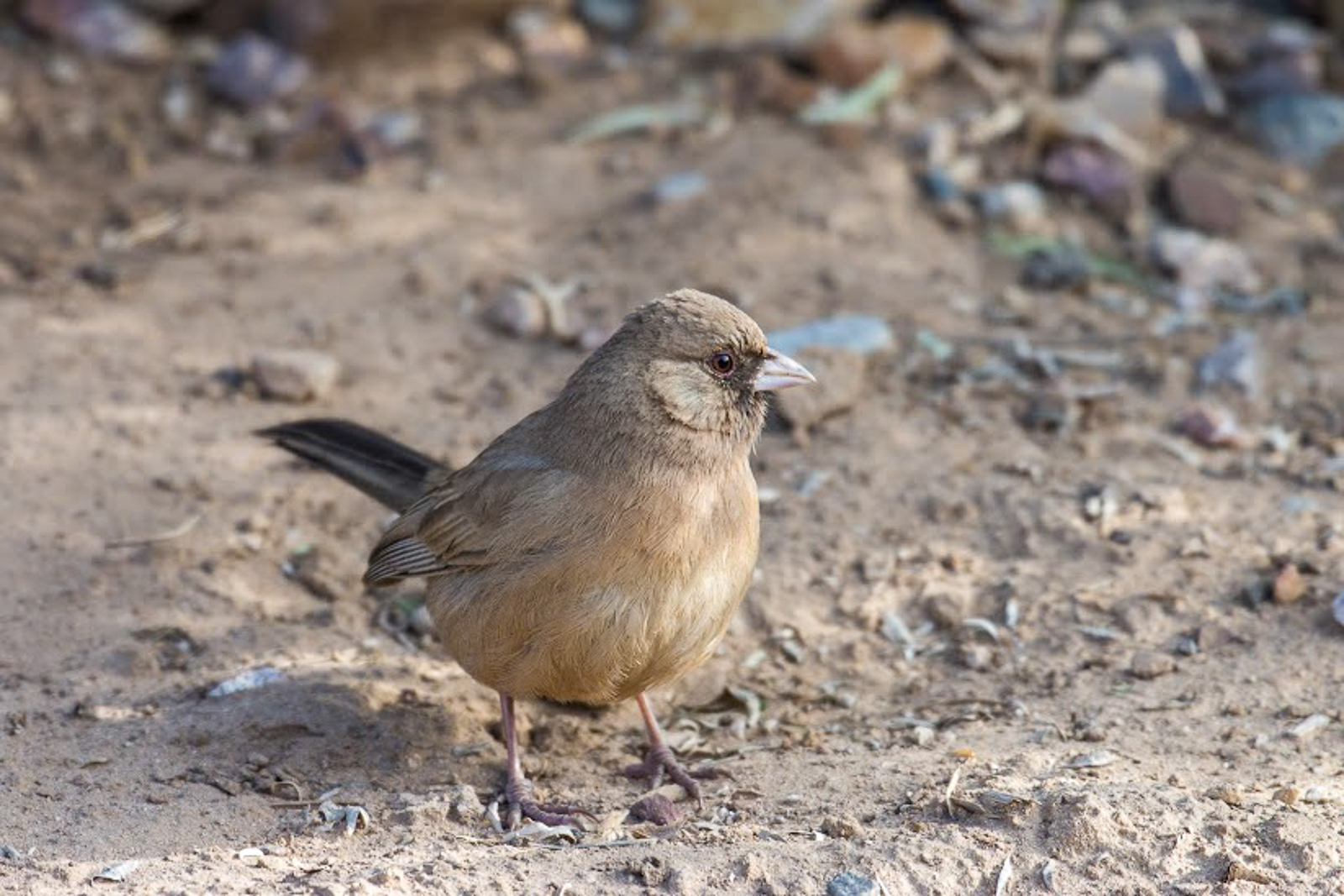 Abert's Towhee