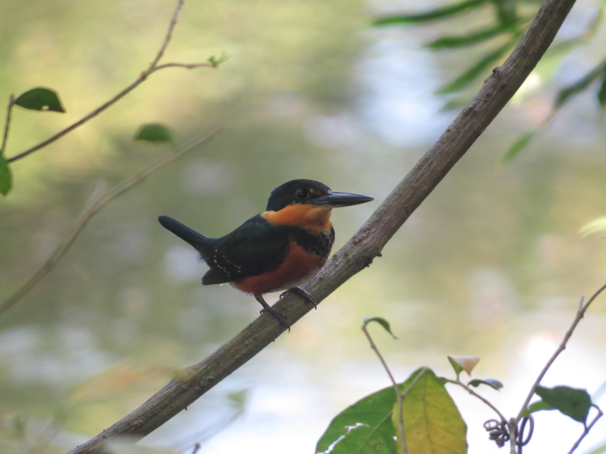 American Pygmy-Kingfisher