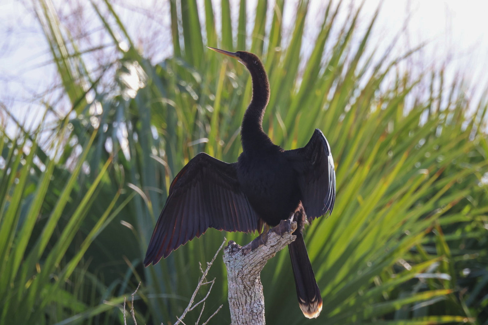 Anhinga near Corpus Christi,TX