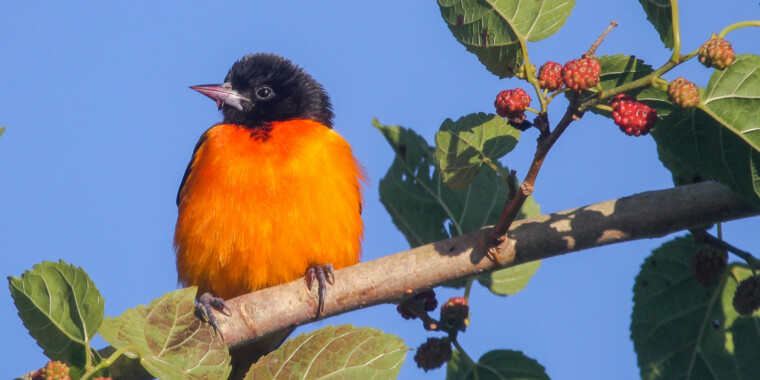Texas Spring Migration Trip Report 2022