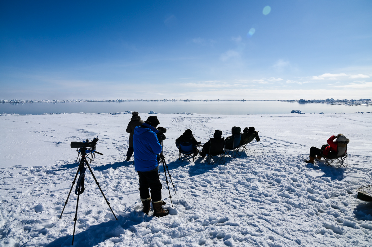 Birding at the Floe Edge