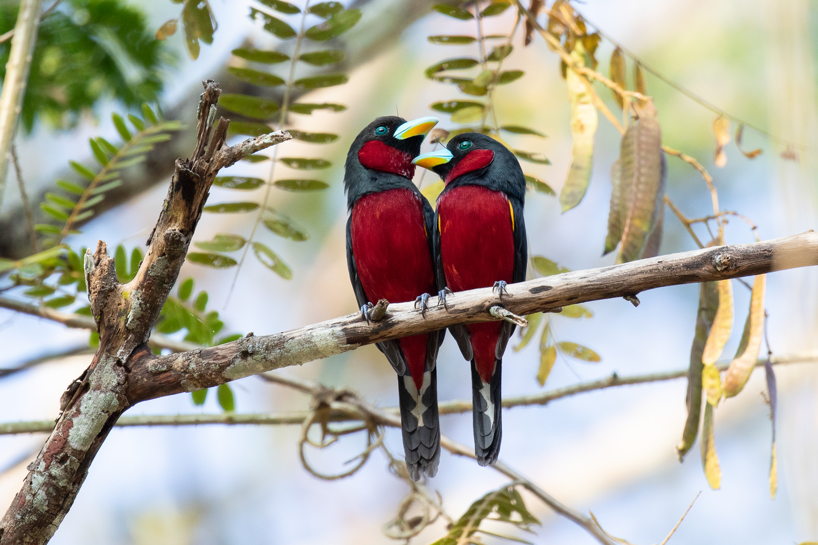 Black-and-red Broadbill, along the main road in Kaeng Krachan National Park, Thailand