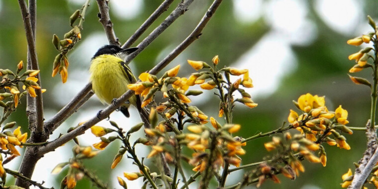 Panama: The Canal Zone and Darien Trip Report March 2023