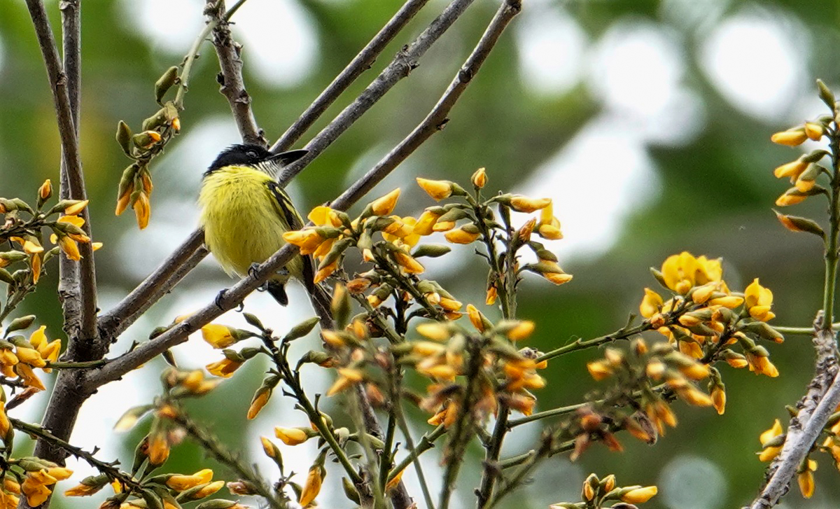 Black-headed Tody-Flycatcher, Panama